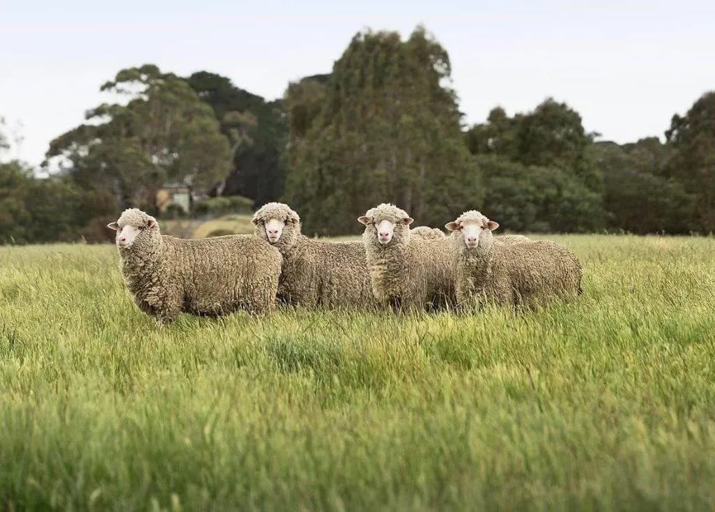 Sheep