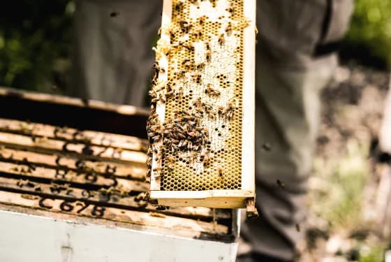 Honey comb and bees