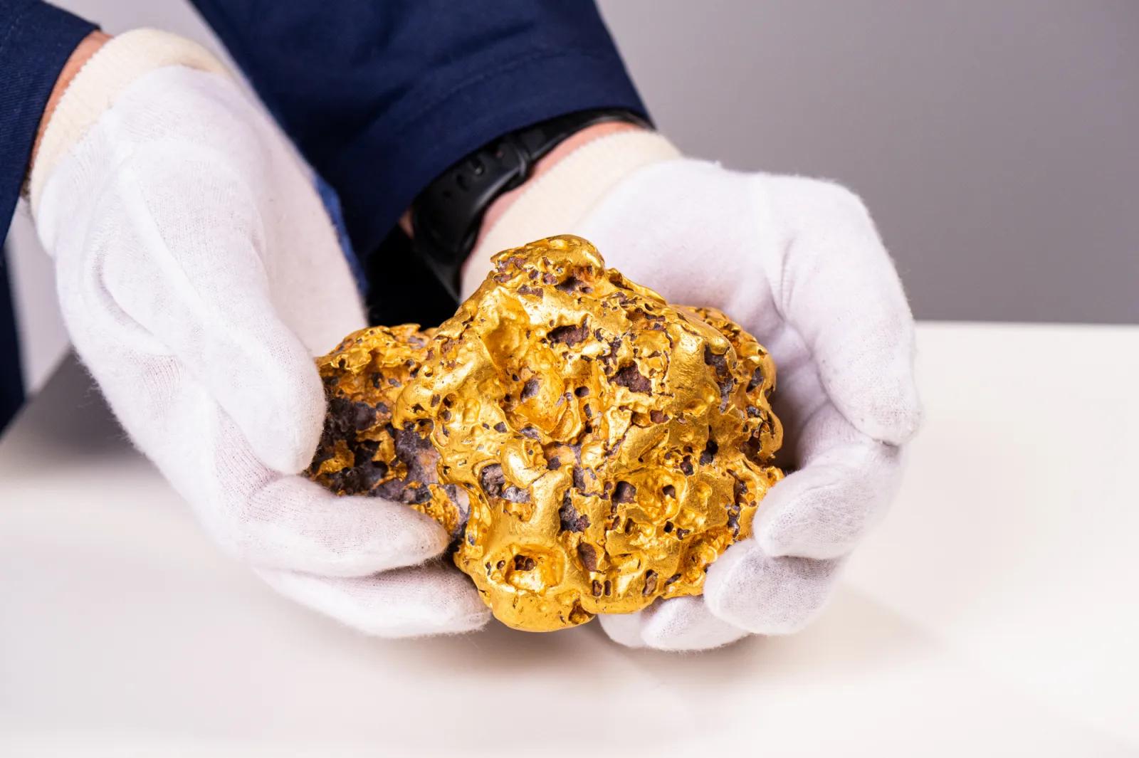 Curator in white gloves presenting a large gold nugget, emblematic of the gold rush era and its rich findings
