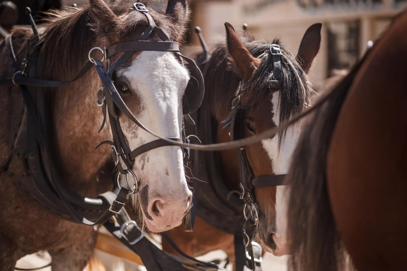 Close-up of harnessed Clydesdale horses preparing to pull a horse-drawn coach at Sovereign Hill.